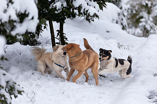 冬天雪地玩耍的狗