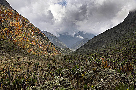 山谷,鲁文佐里山,乌干达