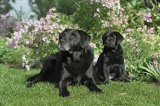 黑色拉布拉多犬,狗,母亲,小狗,休息,花园