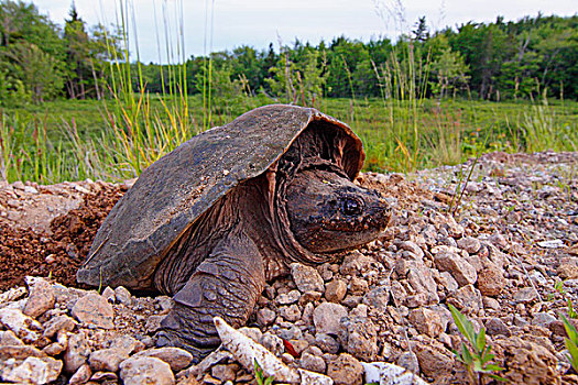 鳄龟,产卵,靠近,湿地,新斯科舍省,加拿大