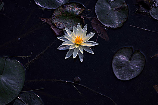 睡蓮,秋蓮
