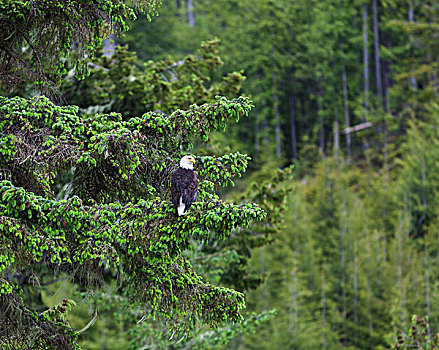 秃头,鹰,冷杉,雨林,不列颠哥伦比亚省,加拿大
