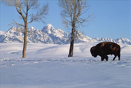 美洲野牛,野牛,冬天,草场,国家麋鹿保护区,怀俄明