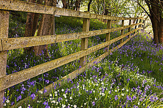 木篱,树林,区域,蓝色,白色,野花,地上,诺森伯兰郡,英格兰