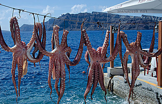 章鱼,绳索,锡拉岛,希腊
