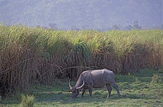 印度,阿萨姆邦,省,卡齐兰加国家公园,野生,东方,水牛