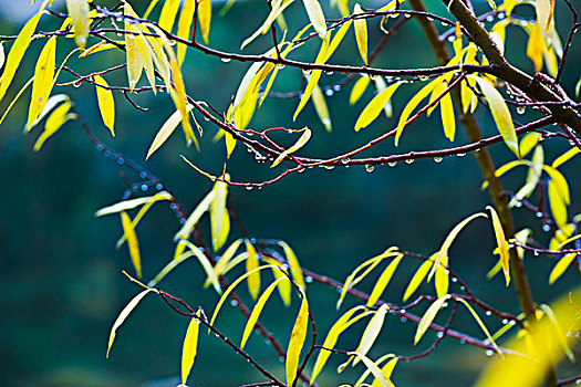 水滴,黄色,柳树,叶子,艾伯塔省,加拿大