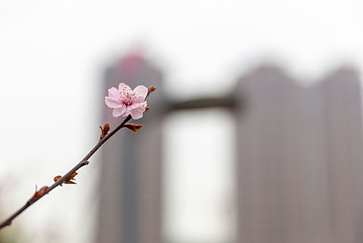 榆叶梅,丁香花