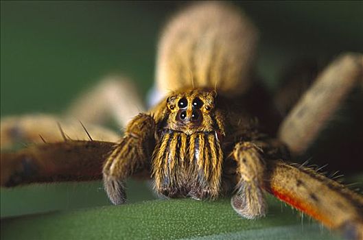 蜘蛛,中美洲