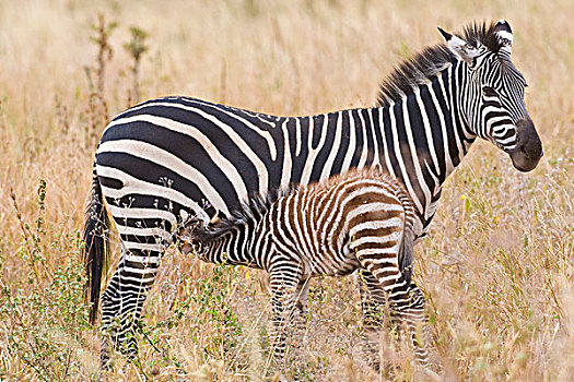 非洲,坦桑尼亚,幼小,斑马,塔兰吉雷国家公园