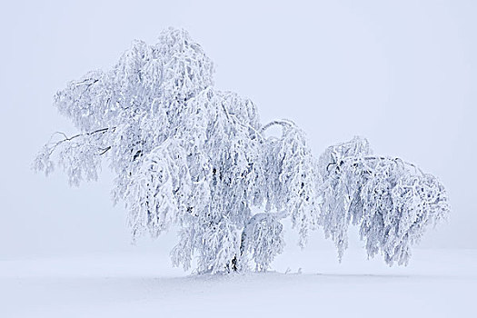 落叶松属植物,遮盖,白霜,雪,巴登符腾堡,德国,欧洲