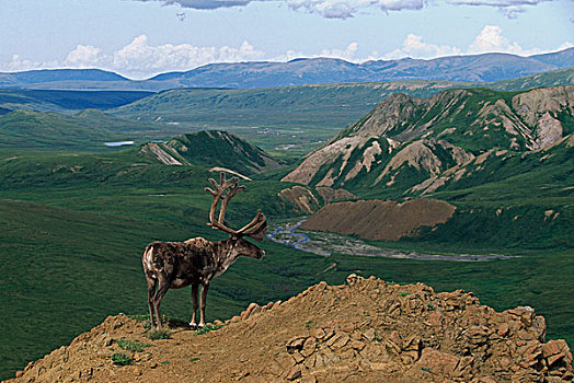 北美驯鹿,雄性动物,岩石,山脊,阿拉斯加,美国