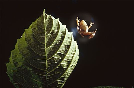 加勒比海,树蛙,跳伞,树,青蛙,空气,下方,手臂,跳跃,地面,相互,早晨,波多黎各