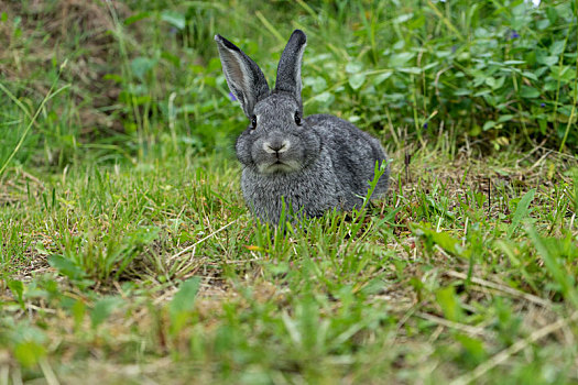 灰色,兔子,草地