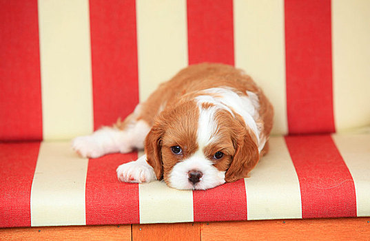 查尔斯王犬,小狗,三种颜色,5星期大,卧,沙滩椅