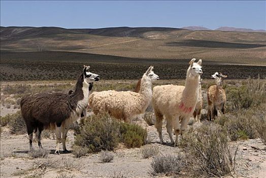 美洲驼,安第斯,高,朴素,圣安东尼奥,萨尔塔省,阿根廷,南美
