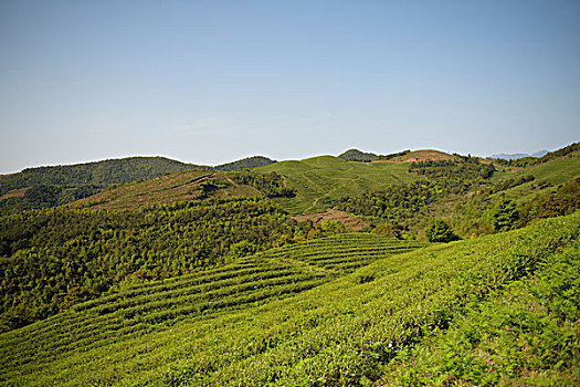 福建福鼎梯田茶园