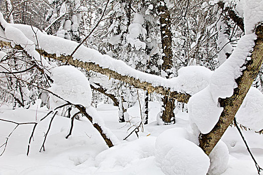 林海雪原,森林,白雪,吉林,延边