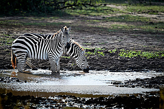 白氏斑马,马,斑马,喝,水坑,国家公园,坦桑尼亚,非洲