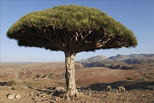 也门,索科特拉岛,龙血树属