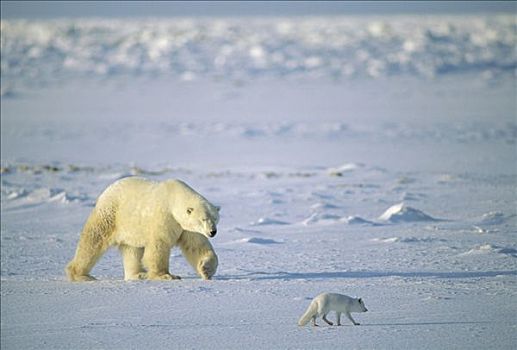北极熊,北极狐,雪中,丘吉尔市,曼尼托巴,加拿大