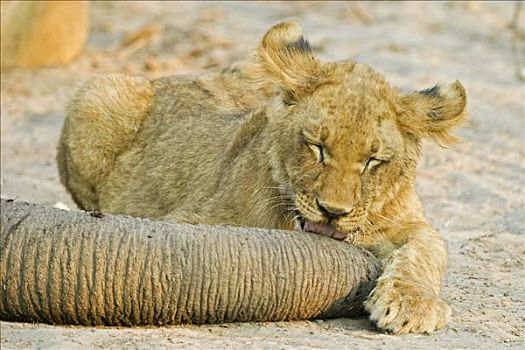 狮子,杯子,舔,捕获,大象,萨维提,乔贝国家公园,博茨瓦纳,非洲