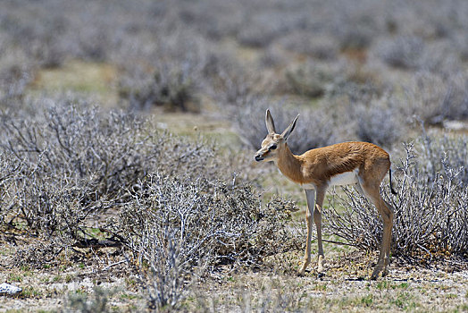 幼兽,跳羚,站立,干燥,草地,静止,埃托沙国家公园,纳米比亚,非洲