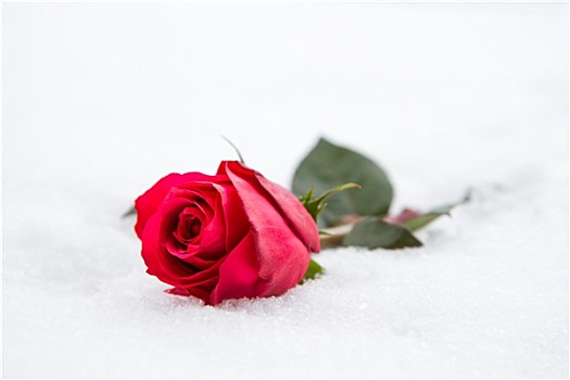 红色,玫瑰,雪