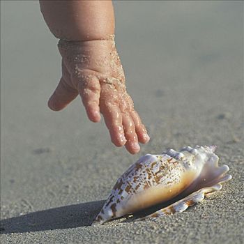 婴儿,手,完美,海贝,海滩,南非,岬角,区域
