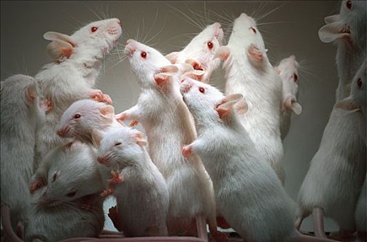 实验室,小鼠,部落,展示,不同,家人,站立,脚,兴奋,嗅