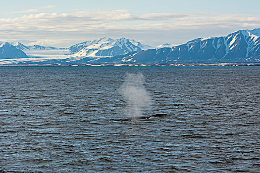 挪威,斯瓦尔巴特群岛,斯匹次卑尔根岛,蓝鲸