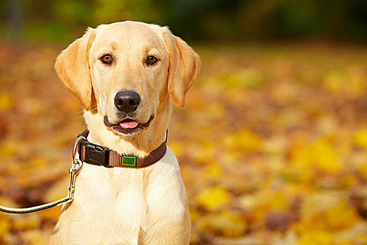 年轻,拉布拉多犬,秋天,公园