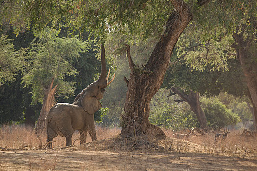 大象,非洲象,津巴布韦