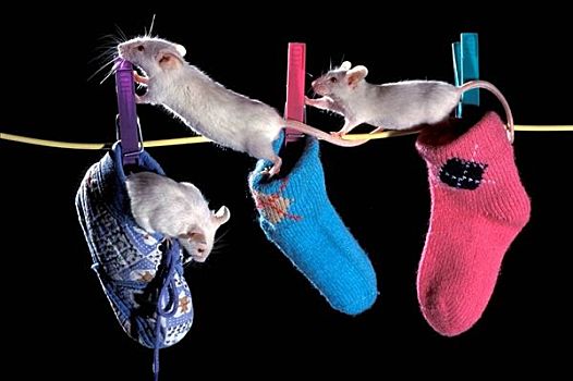 白色,老鼠,袜子,俘获