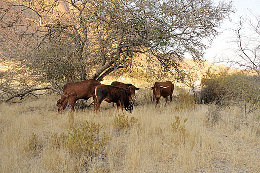 放牧,牛,大草原,风景,山,自然保护区,纳米比亚,非洲