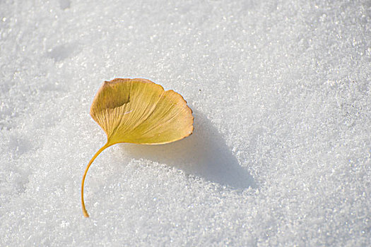 雪地上的银杏叶