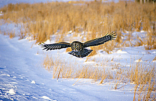 乌林鸮,猎捕,雪,沟,旁侧,乡村,公路,北方,艾伯塔省,加拿大