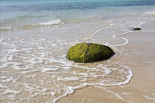 藻类,岩石上,富埃特文图拉岛,加纳利群岛