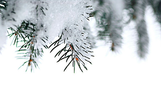 枝条,冬天,云杉,遮盖,绒毛状,雪,隔绝,边界,圣诞节