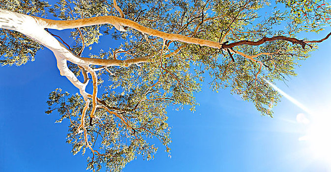 澳大利亚,内陆地区,树,叶子,蓝天