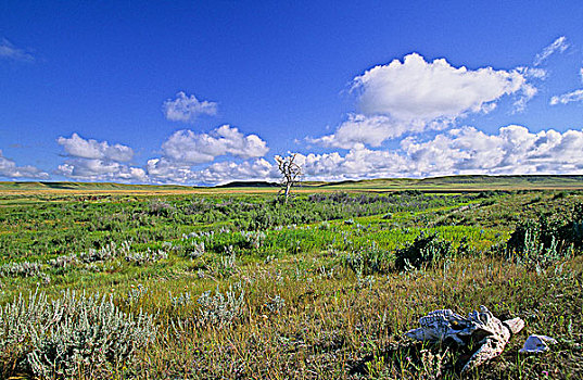 草原,草地,牛,头骨,草原国家公园,萨斯喀彻温,加拿大