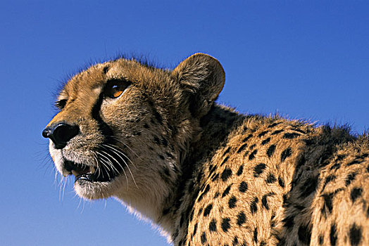 纳米比亚,印度豹,猎豹,肖像