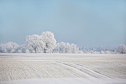 清新,下雪,冬天,风景