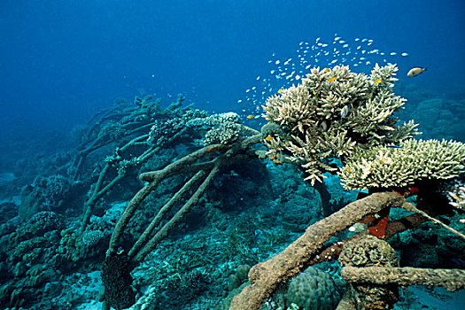 人造,礁石,珊瑚,水生,有机生物,巴厘岛,印度尼西亚,亚洲