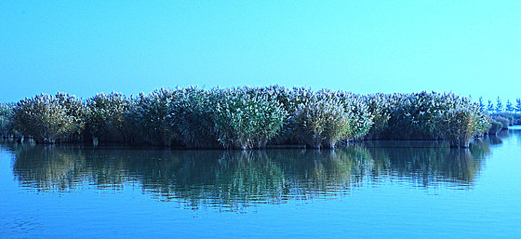 沙湖,湖,芦苇