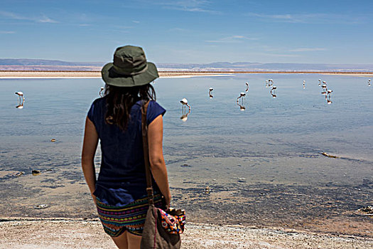 女人,看,火烈鸟,湖,佩特罗,阿塔卡马沙漠,智利
