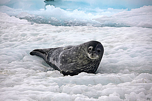 威德尔海豹,浮冰,保利特岛