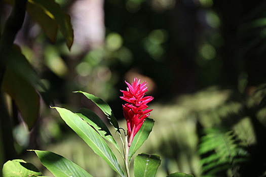 紫背竹芋