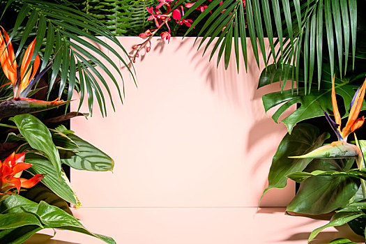 热带植物叶子,粉色背景