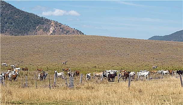澳大利亚,菜牛,母牛,牧场